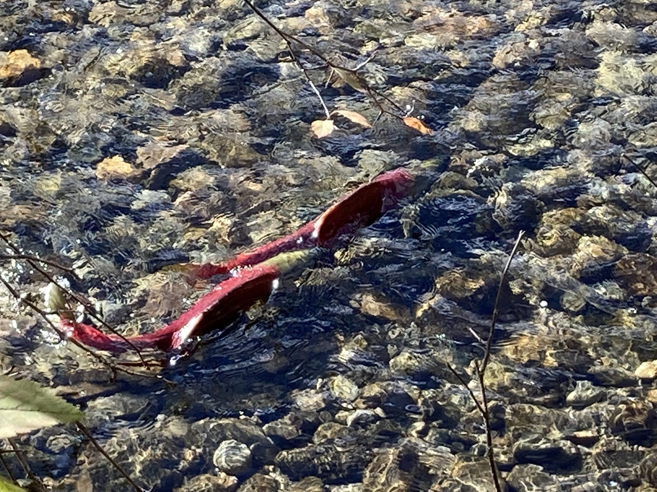 Thompson River watershed salmon run sees slight increase in 2025