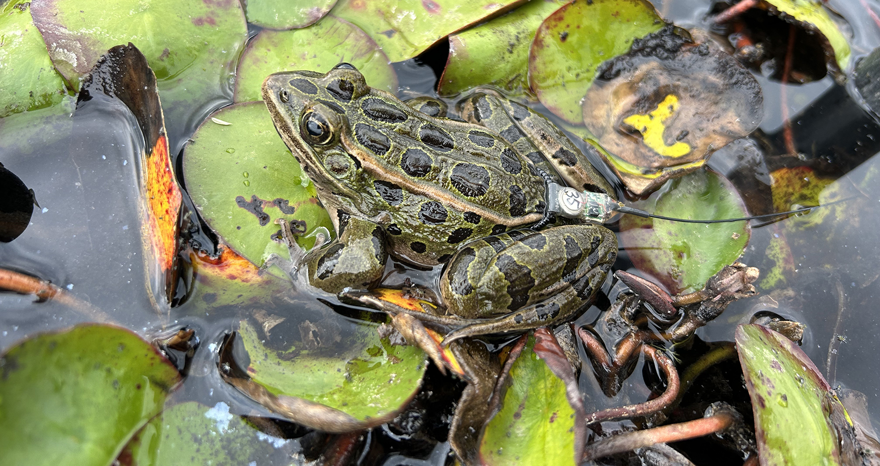 Master’s research explores how endangered frogs and agriculture can coexist