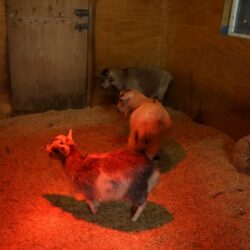 BC Wildlife Park 21
